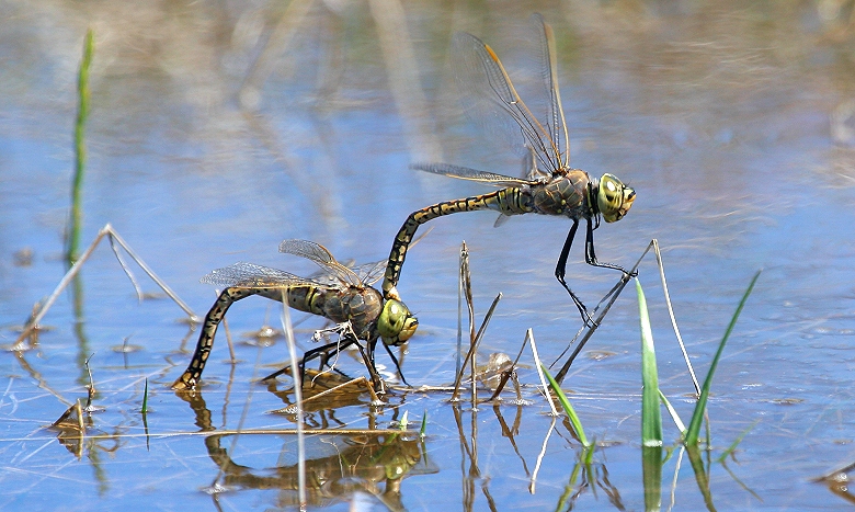 Dragonfly couple