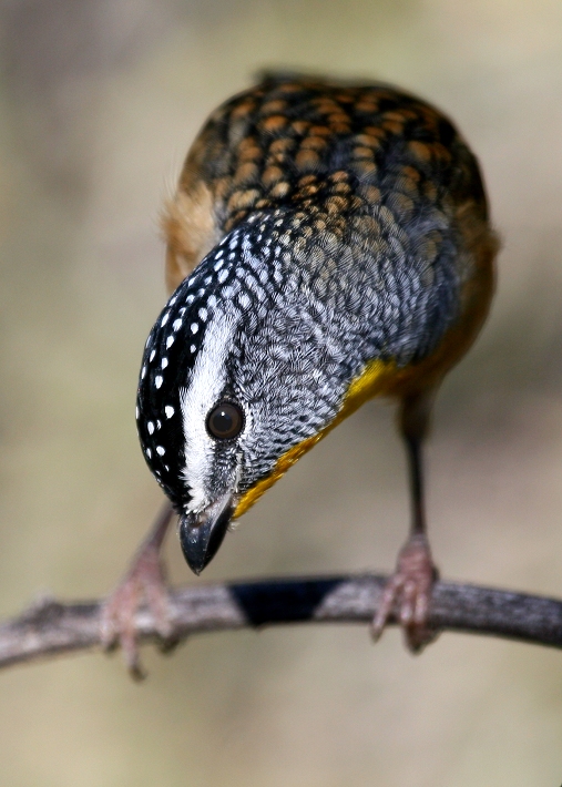 Spotted Pardalote # 4