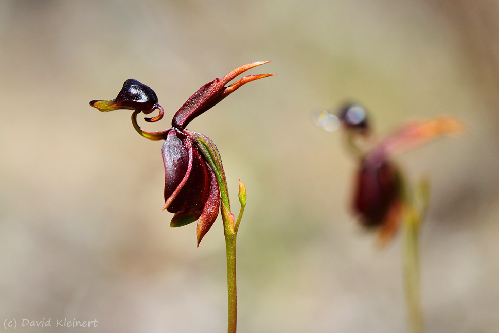 Large Duck Orchid