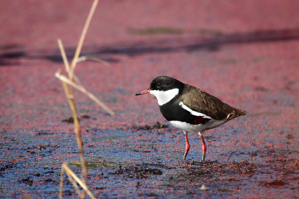  Red-kneed Dotterel 