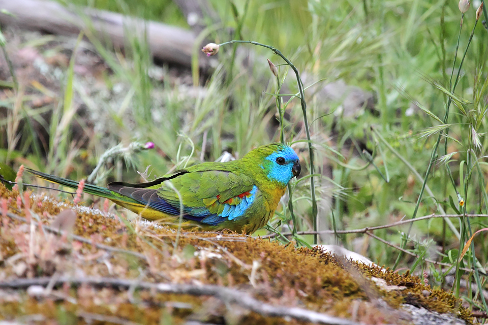 Turquoise Parrot 