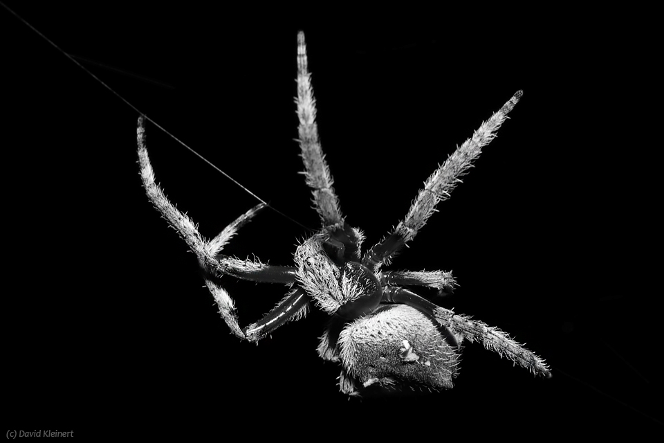 Garden Orb Weaving Spider