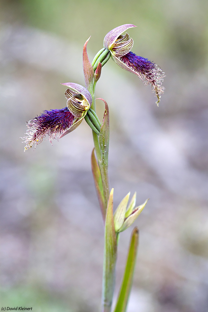 Purple Beard-orchid