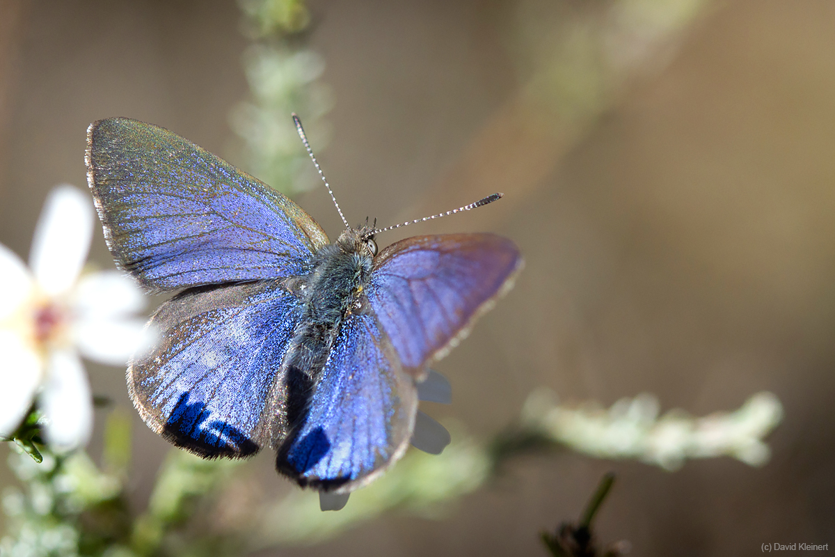Blotched Blue Butterfly