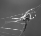 Spiders silk