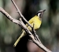 Birds of the Bendigo bush
