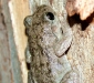 Peron's Tree Frog