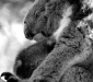 Curious Koala