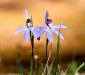 Orchid pair