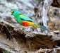 Male Mulga Parrot