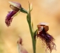 Purplish Beard Orchid