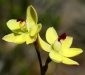 Rabbit-ears Orchid