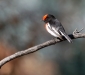 Red-capped Robin # 2