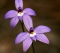 Wax-lip Orchid