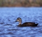 Pacific Black Duck 