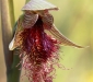 Purple Beard Orchid
