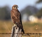 Brown Falcon 