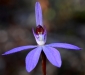 Blue Caladenia Orchid