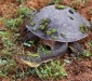 Broad-shelled Turtle
