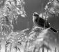 Australian Reed-Warbler