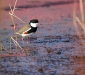 Red-kneed Dotterel 