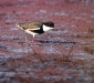 Red-kneed Dotterel 