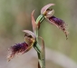 Purple Beard-orchid