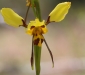 Hornet Orchid