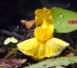 Yellow Bladderwort