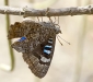 Amaryllis Azure Butterfly