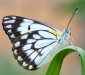 Caper White Butterfly
